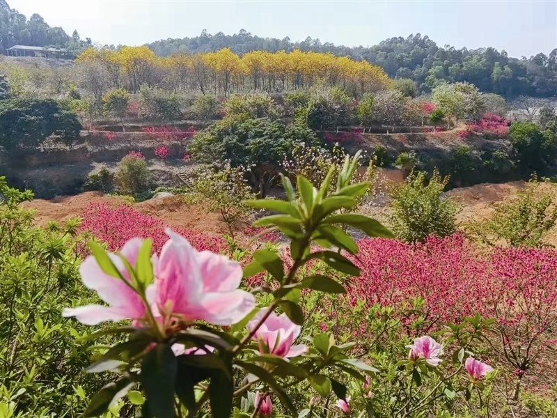 大象岗森林公园图片