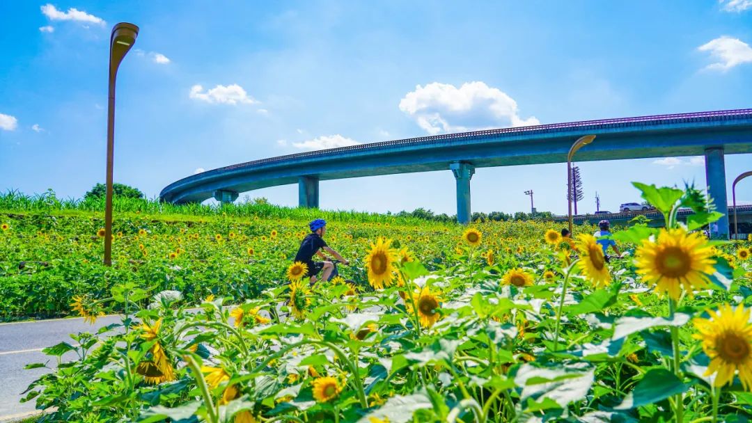 又出太阳了!成都这片花海,超美!