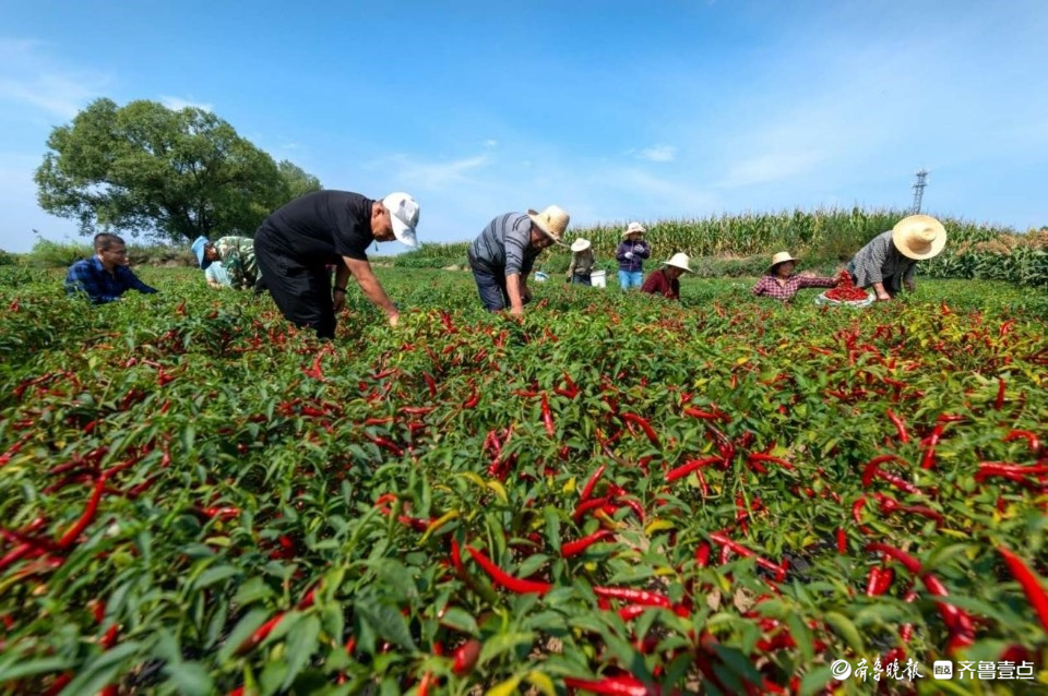 乐陵市杨安镇:擦亮特色产业"金招牌",共创乡村振兴新"味"来