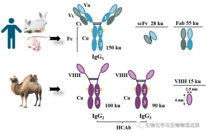 【前沿科普】新一代"生物技术导弹"——纳米抗体