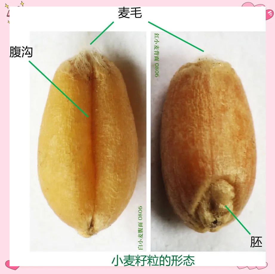 小麦籽粒的形态特征与内部构造详解