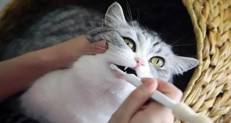 猫咪口臭怎么祛除倔强的尾巴