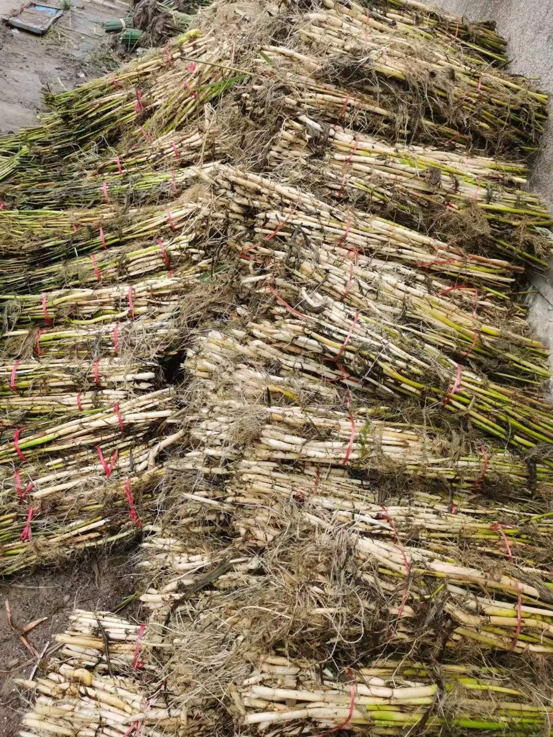 芦苇苗收货装车