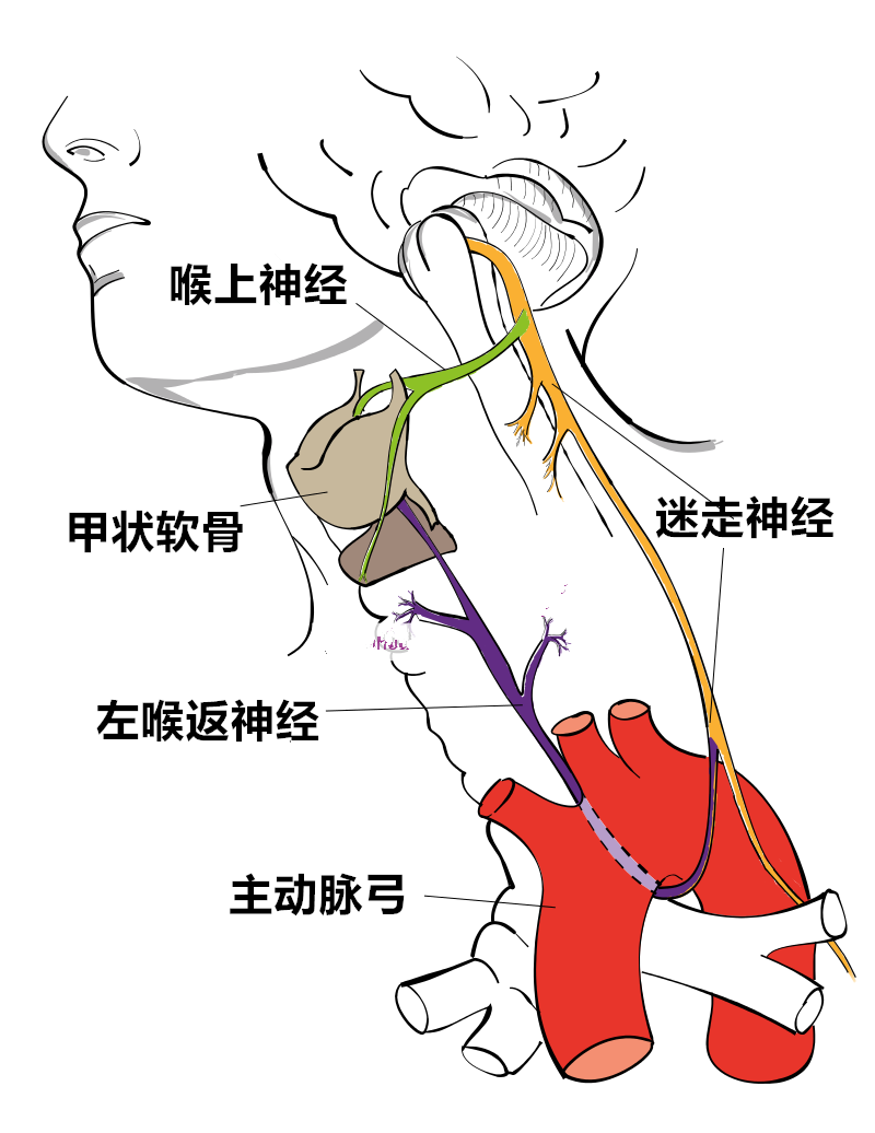 例如四足类动物中控制喉部吞咽等动作的喉返神经