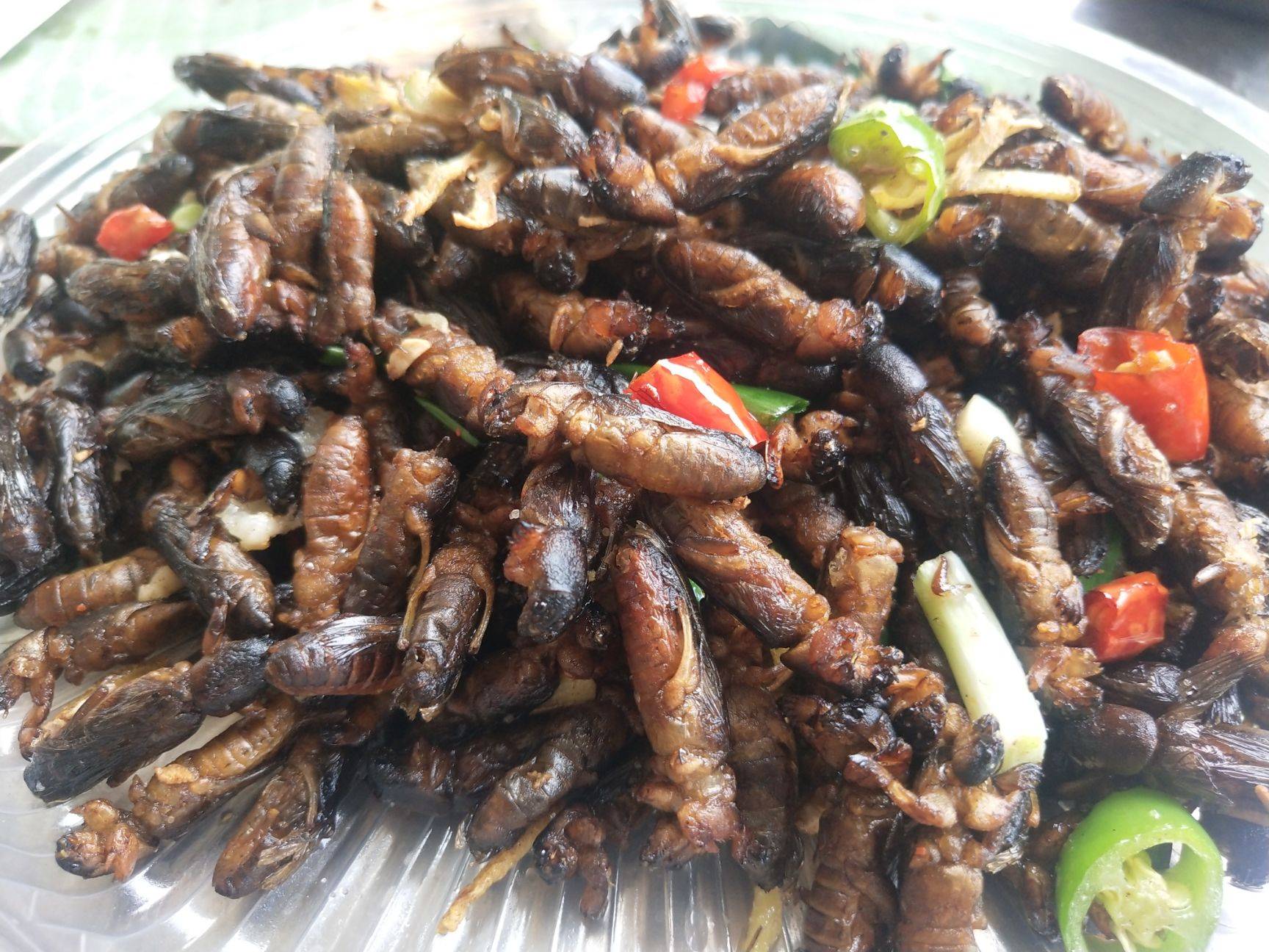 蝼蛄是一种怎样的昆虫?能吃吗?