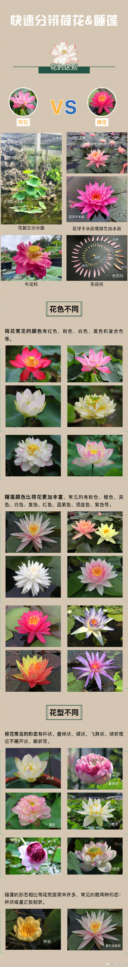 你能分辨荷花和睡莲吗?