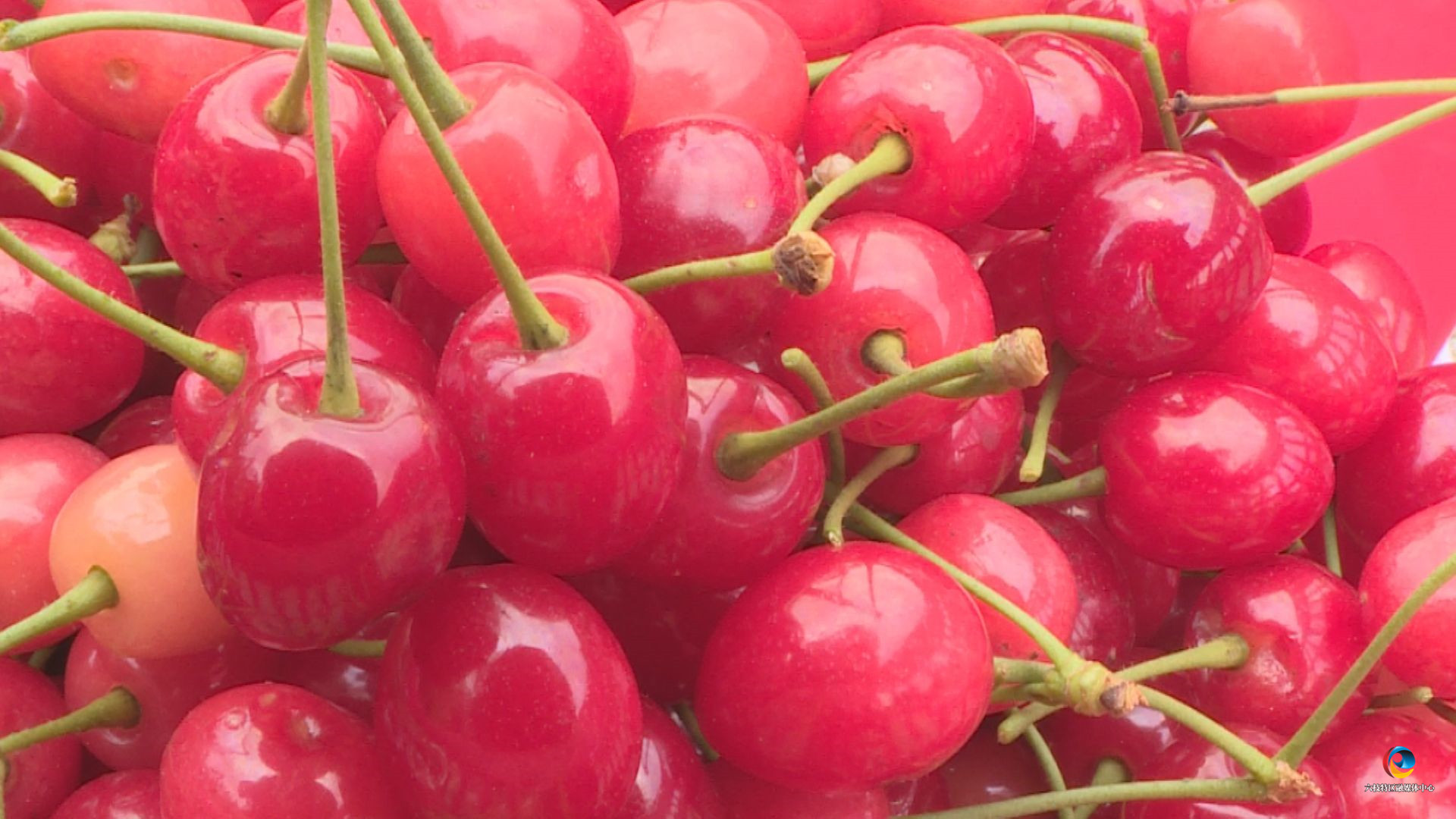 康养凉都 画廊六枝丨落别樱桃甜了游客 富了乡亲