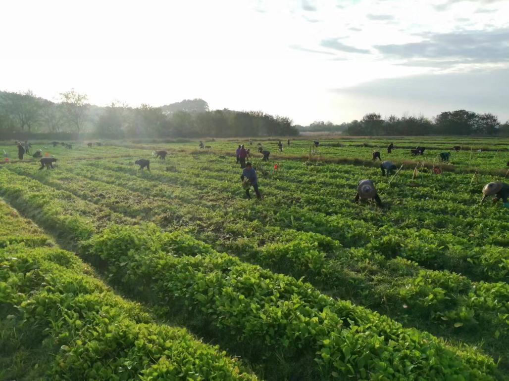 洞口县山门镇:产业振兴谋发展,芥菜种植助增收