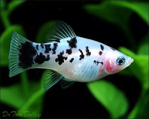 其他卵胎生鳉鱼(剑尾,玛丽,月光鱼)