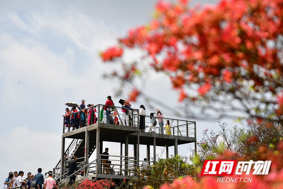 永州杜鹃花海图片