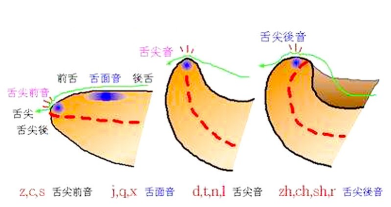 nl发音图解舌位图图片