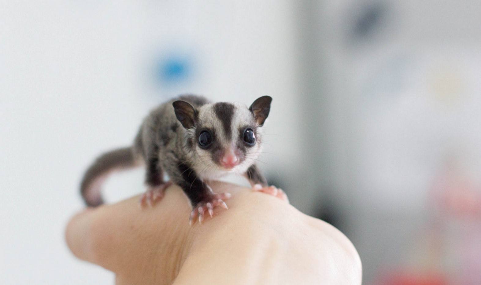 养蜜袋鼠的这些小知识,你了解了吗?