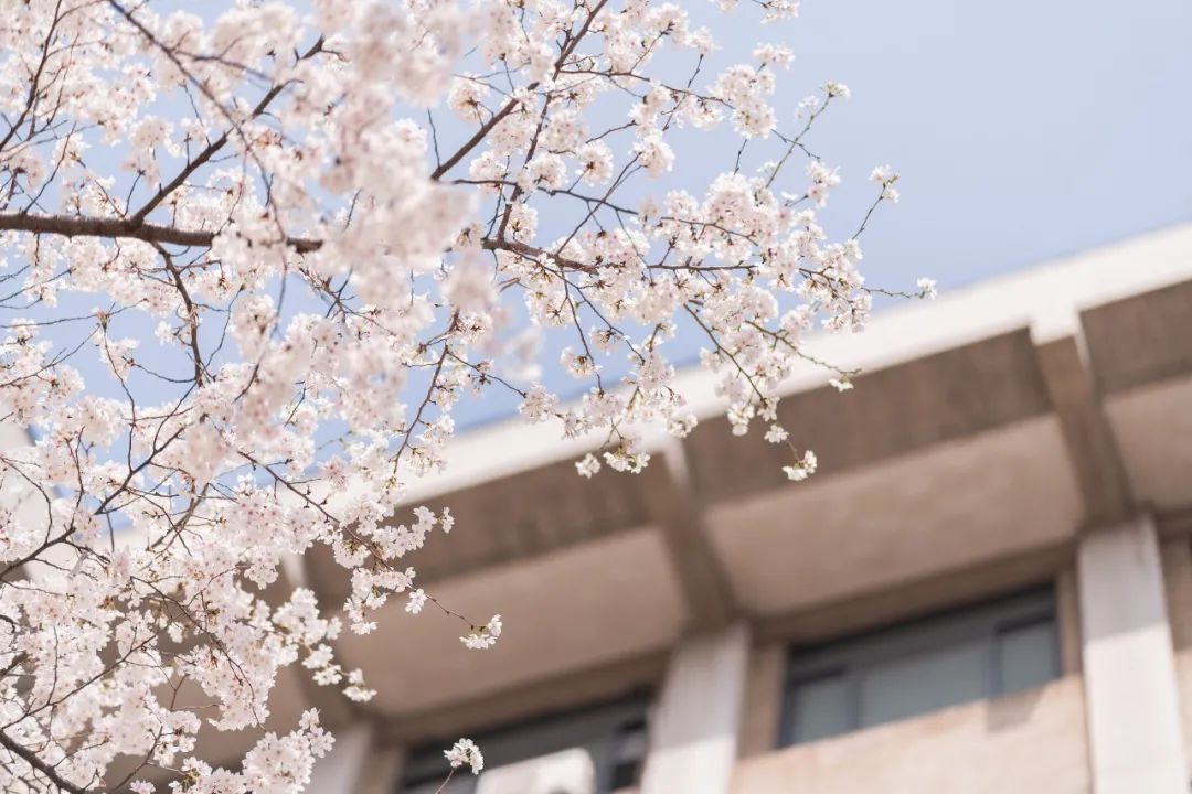 春日氛围感拉满!东大樱花教室上线啦