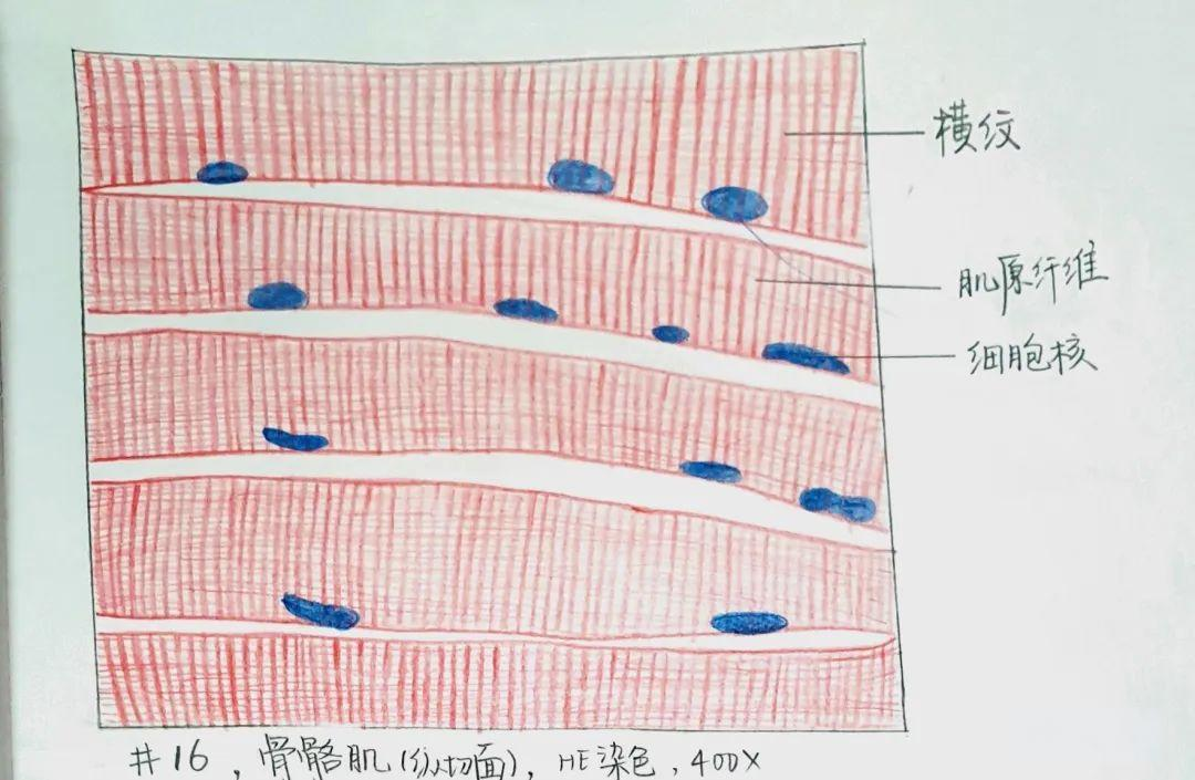 可以清晰地观察到疏松结缔组织中的各种成分,包括胶原纤维,成纤维细胞