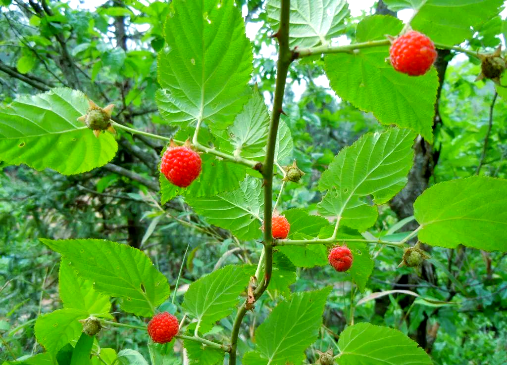 多种常见野生悬钩子类植物介绍