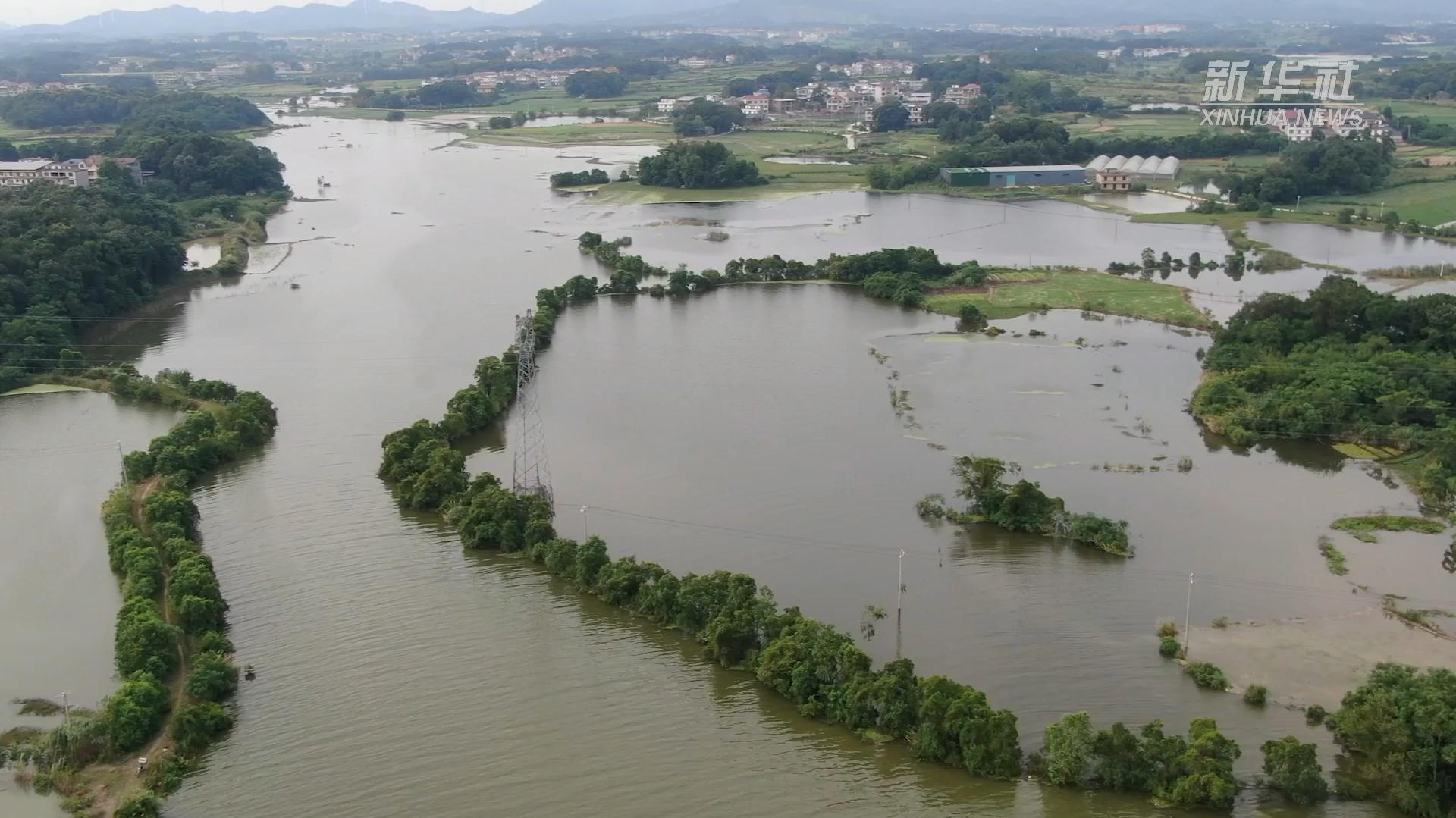排涝抢收抢种 鄱阳湖区保障灾后粮食生产