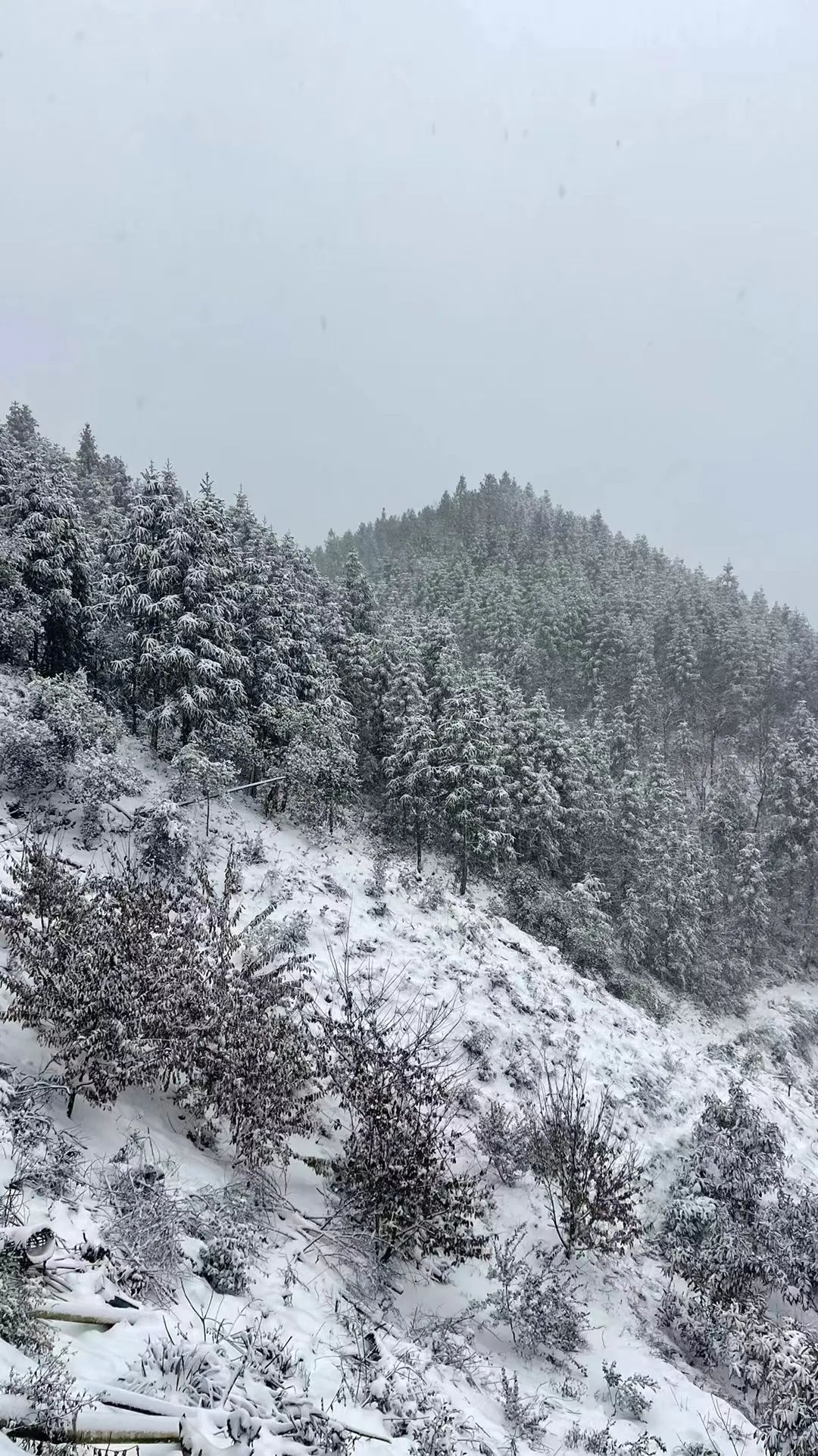 松阳四都雪景图片