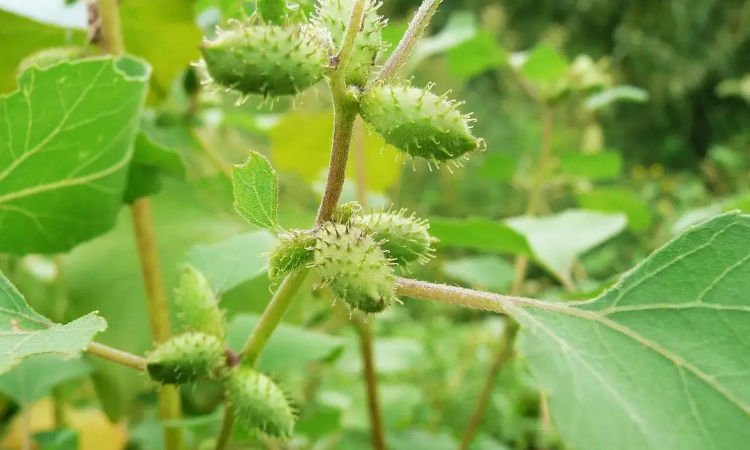 苍耳靠什么传播种子的?