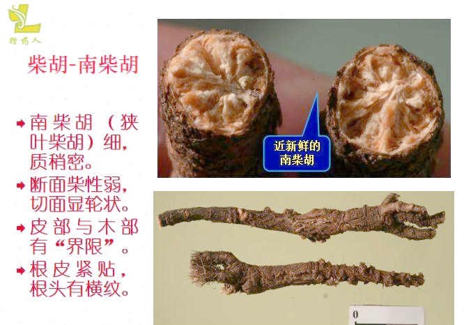 北柴胡与南柴胡:形态特征与应用鉴别