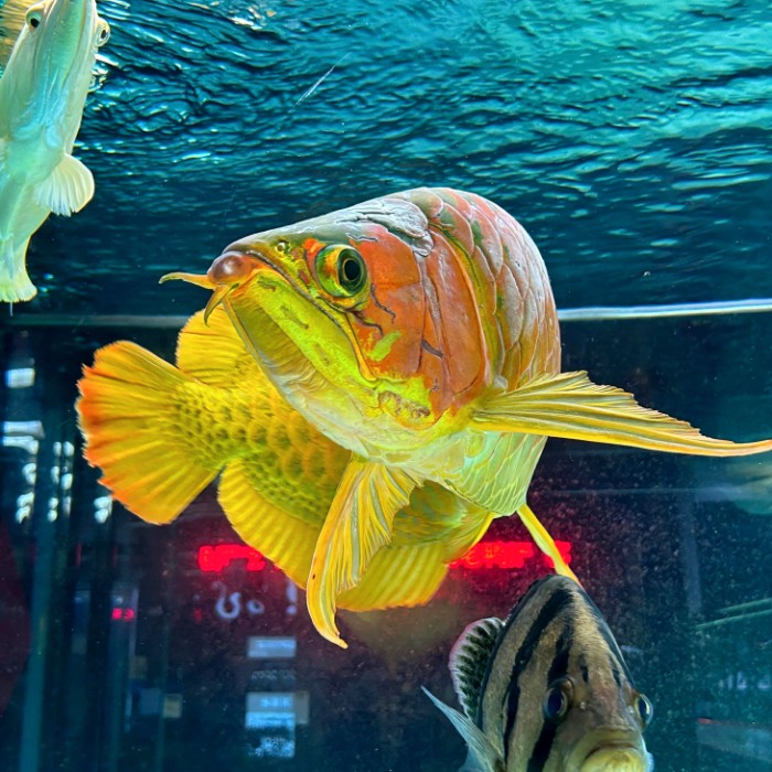 1280批发的通货龙鱼真的是天上掉馅饼吗?