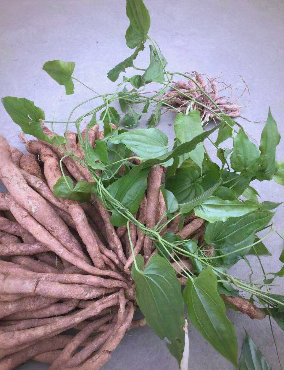 百部草药:从杀虫到止咳的神奇转变