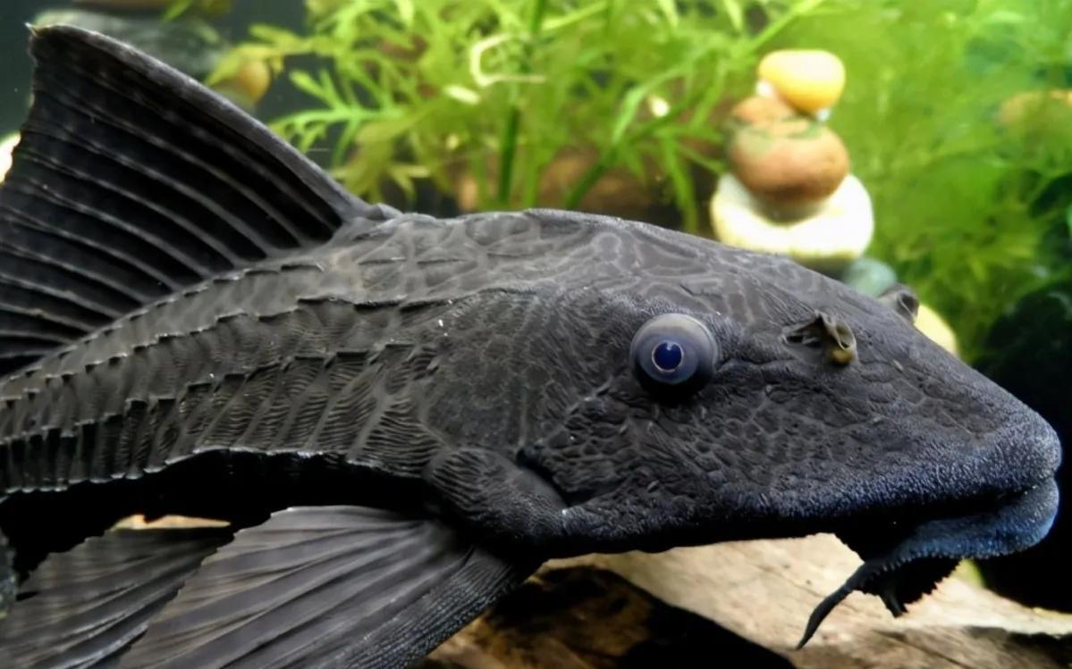 食人鲳,清道夫和鳄雀鳝哪个更厉害?把它们养在一起会怎样?