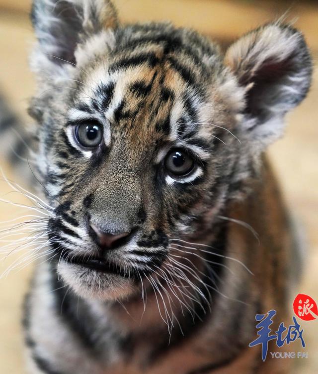 相·见|乳虎初啸