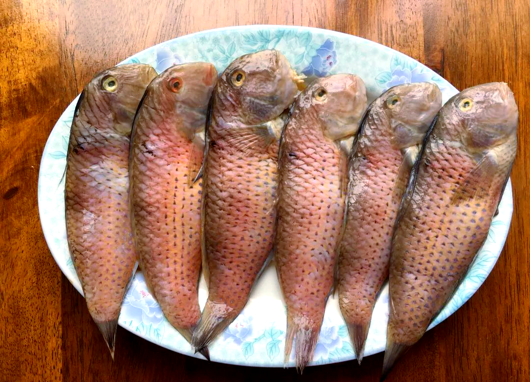 鹦哥鱼营养秘籍,从煎到吃全攻略