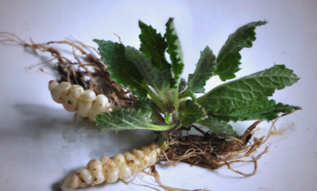 农村老人珍视的"草石蚕",营养丰富的野生植物,具有多种保健功能