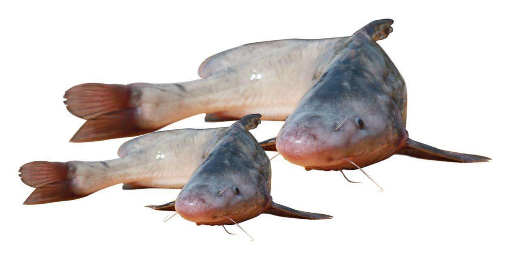 大渡河鱼类品种及图片图片