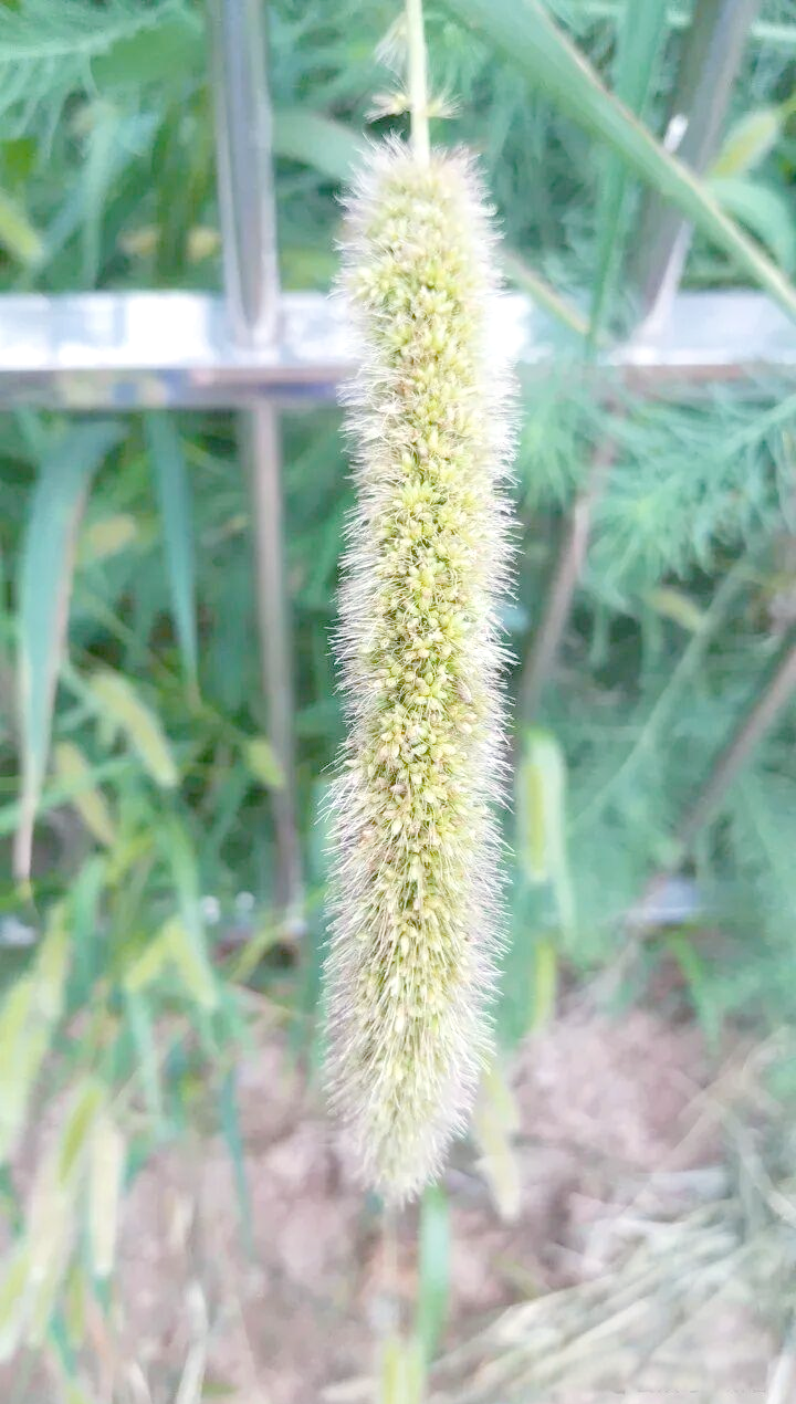 狼尾草与狗尾草的独特魅力:从田间杂草到艺术灵感
