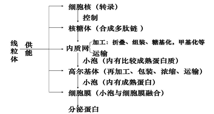 分泌蛋白的合成和运输过程