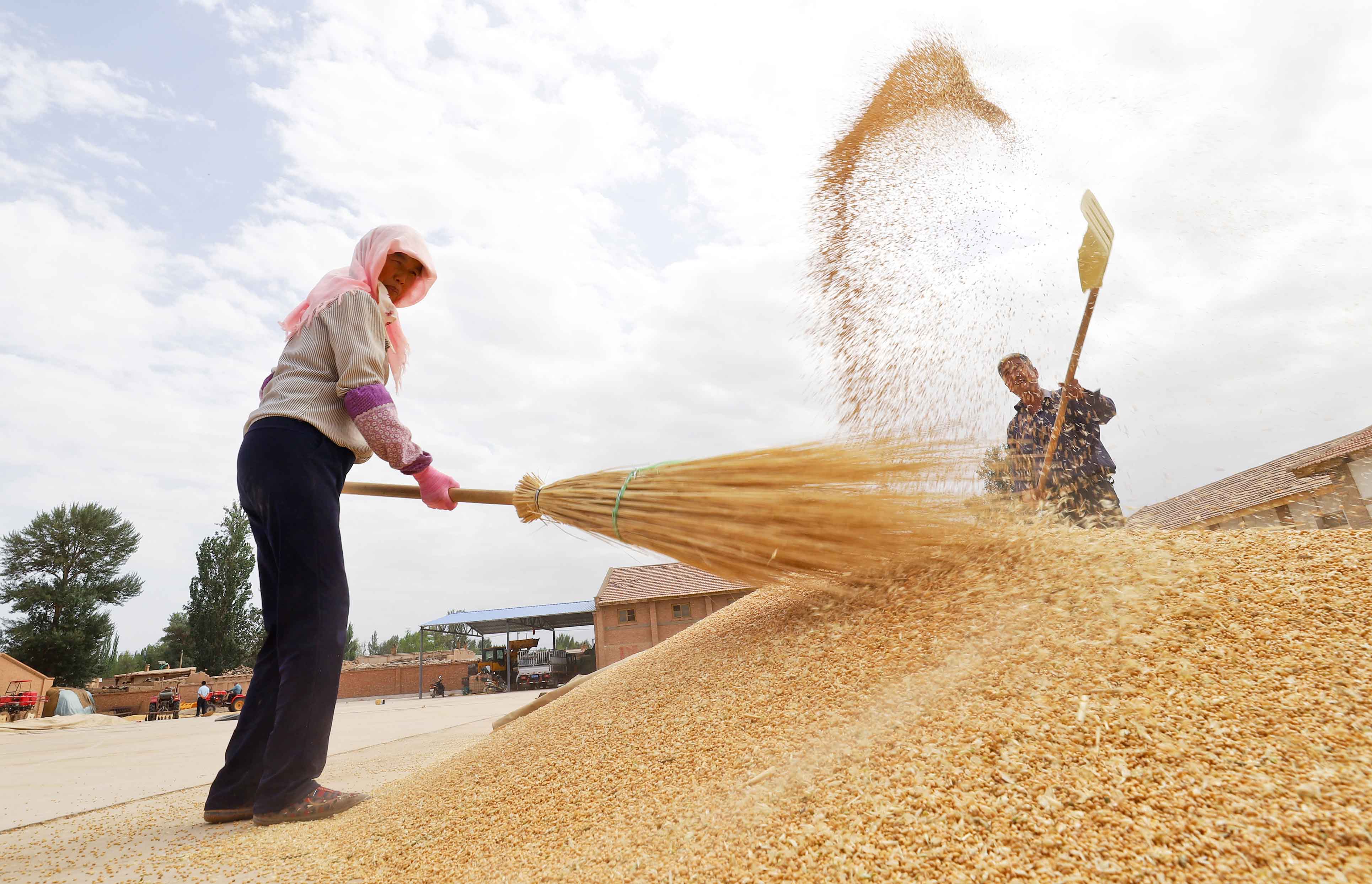 临泽 "三藏"确保粮食生产安全