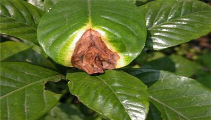 栀子花各种病害的图片特征