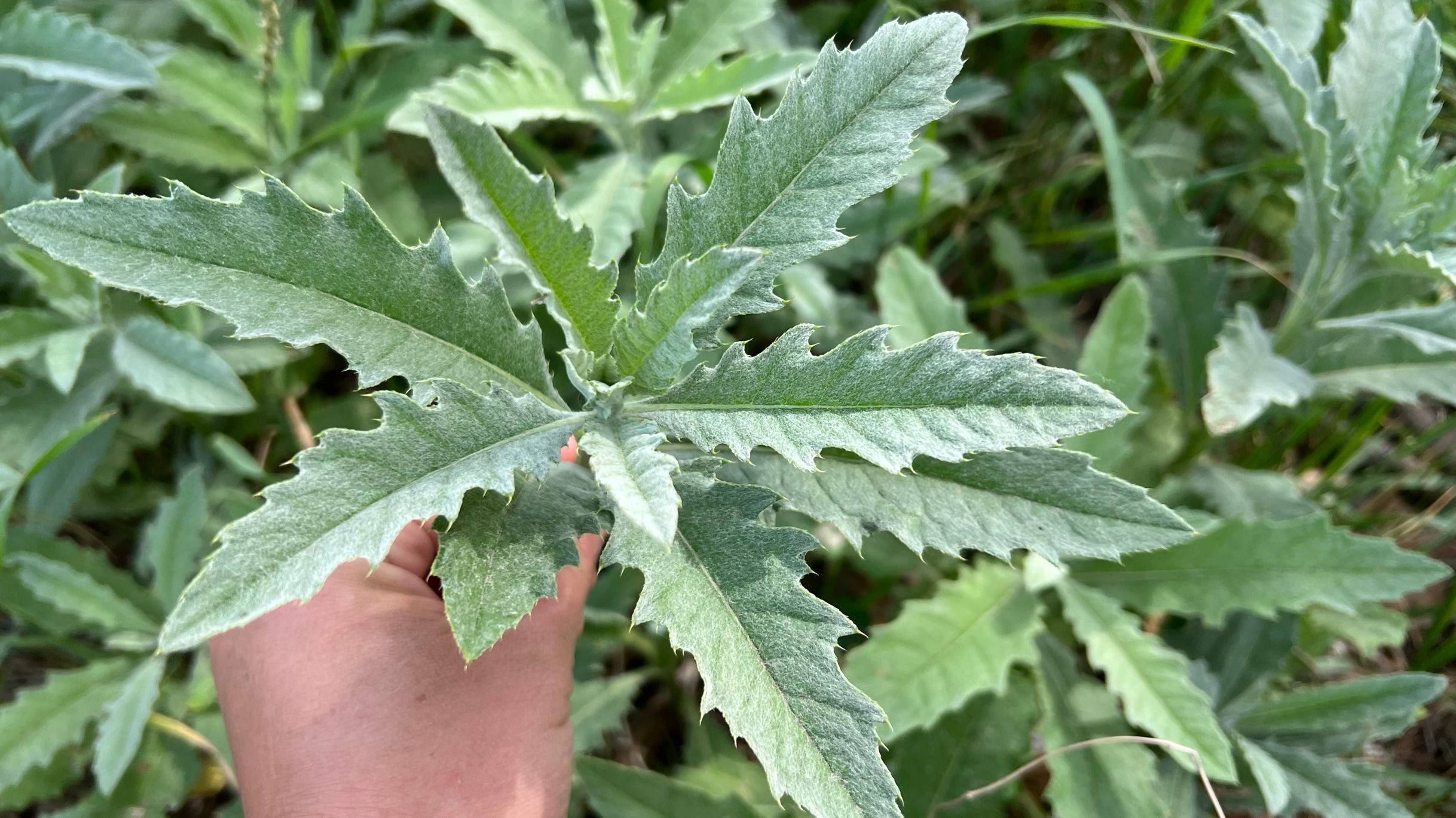 刺儿菜又名止血草 叶子有刺