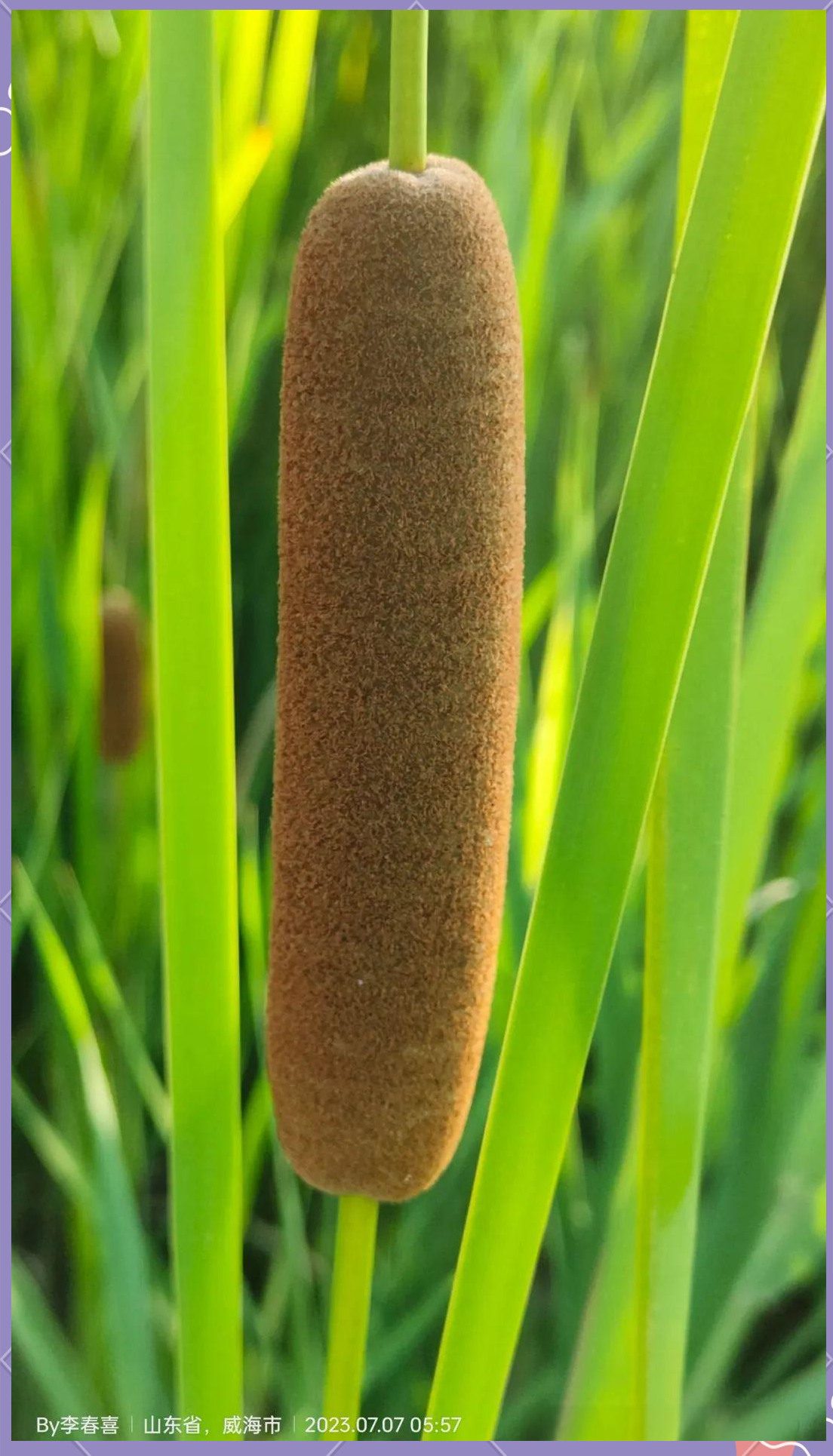 angustifolia分类地位:属于香蒲科typhaceae香蒲属typha别名:鬼蜡烛