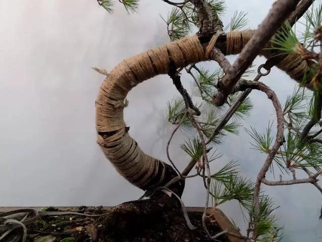 松树拿弯时的注意事项和要求