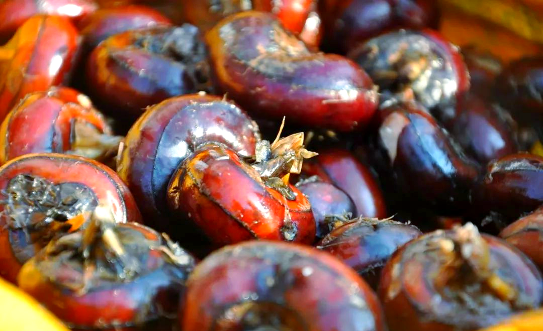 荸荠:从外观到生长习性全面了解