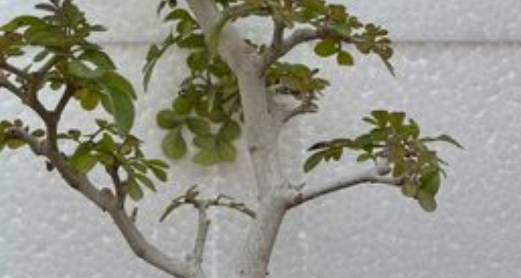 对节白蜡冬天落叶吗