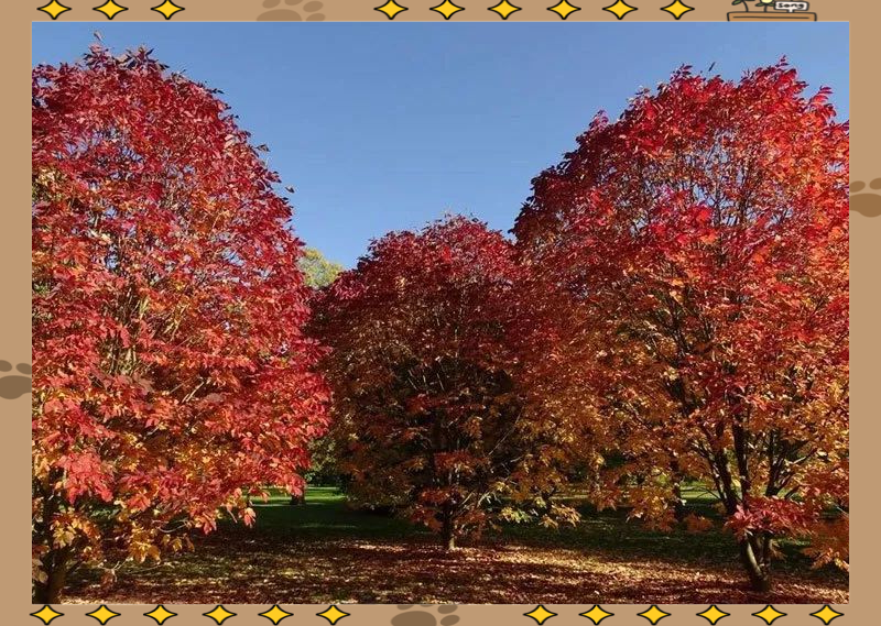 秋紫蜡,亦被称为"红叶白蜡"或"紫色秋天",是从国外引入的一株珍稀彩叶