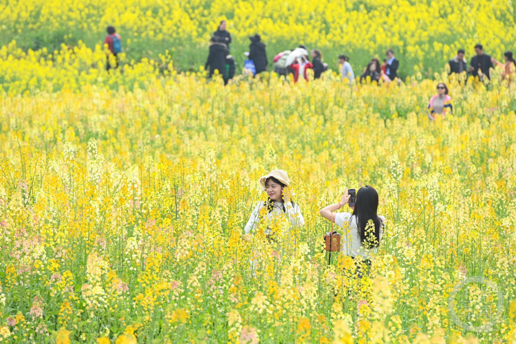 两江新区:千亩五彩油菜花绽放 吸引民众踏青赏花