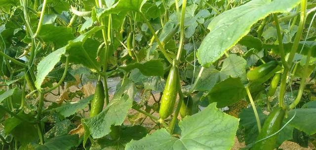 黄瓜苗种植时间和方法