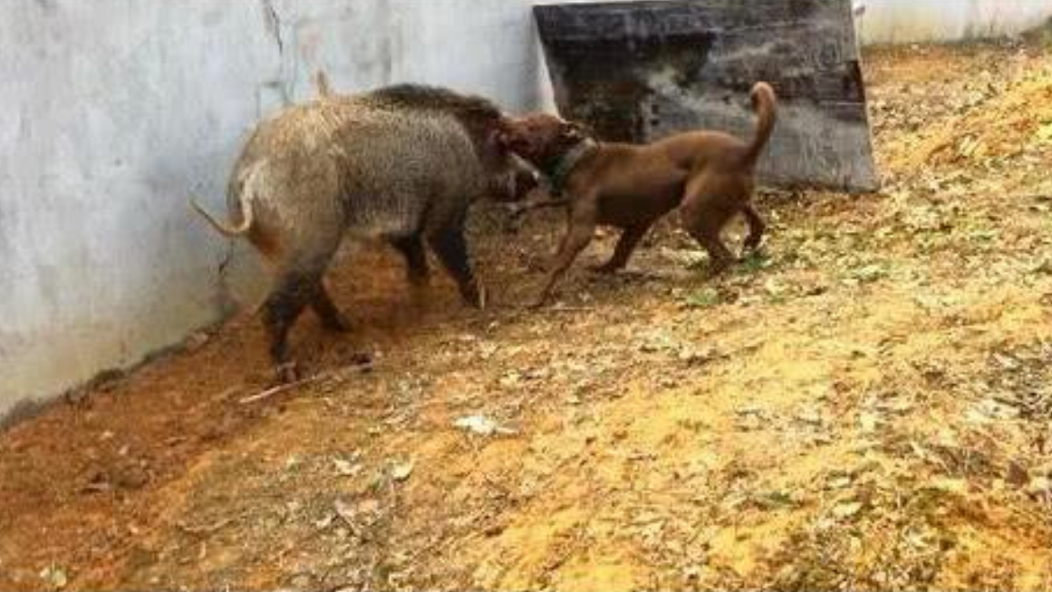 比藏獒都凶猛的比特犬,和400斤野猪打起来,猪狗大战谁会赢?