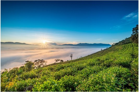 秀甲东南茶乡图片