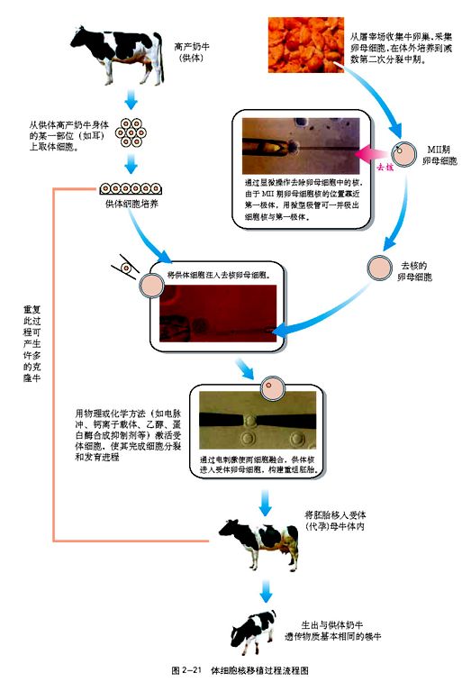 动物细胞培养和动物细胞核移植技术