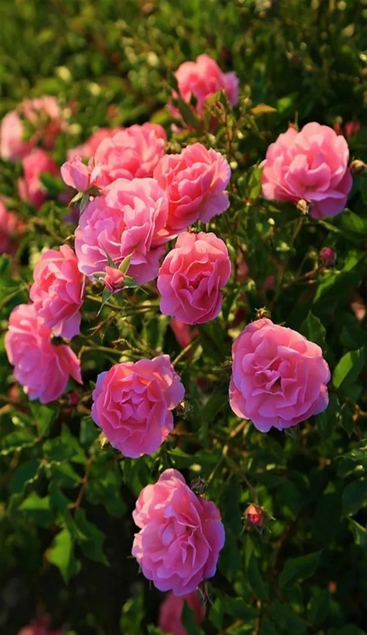 「高清大图」花卉壁纸:让你的家居装饰更添清新与美好,焕发愉悦心情!