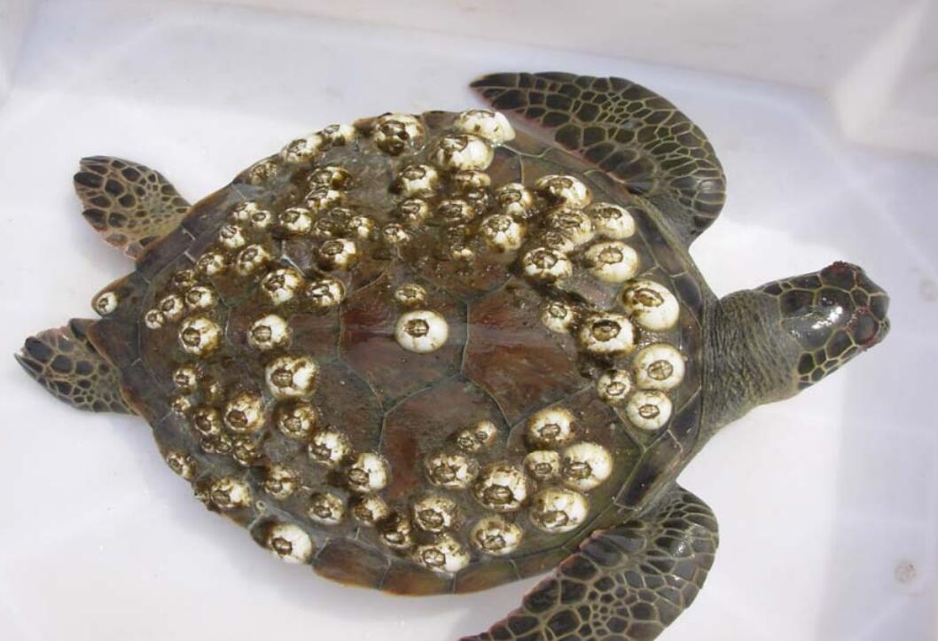 藤壶有多可怕?海洋中的低调寄生者,把鲸鱼,海龟折磨得不成样子