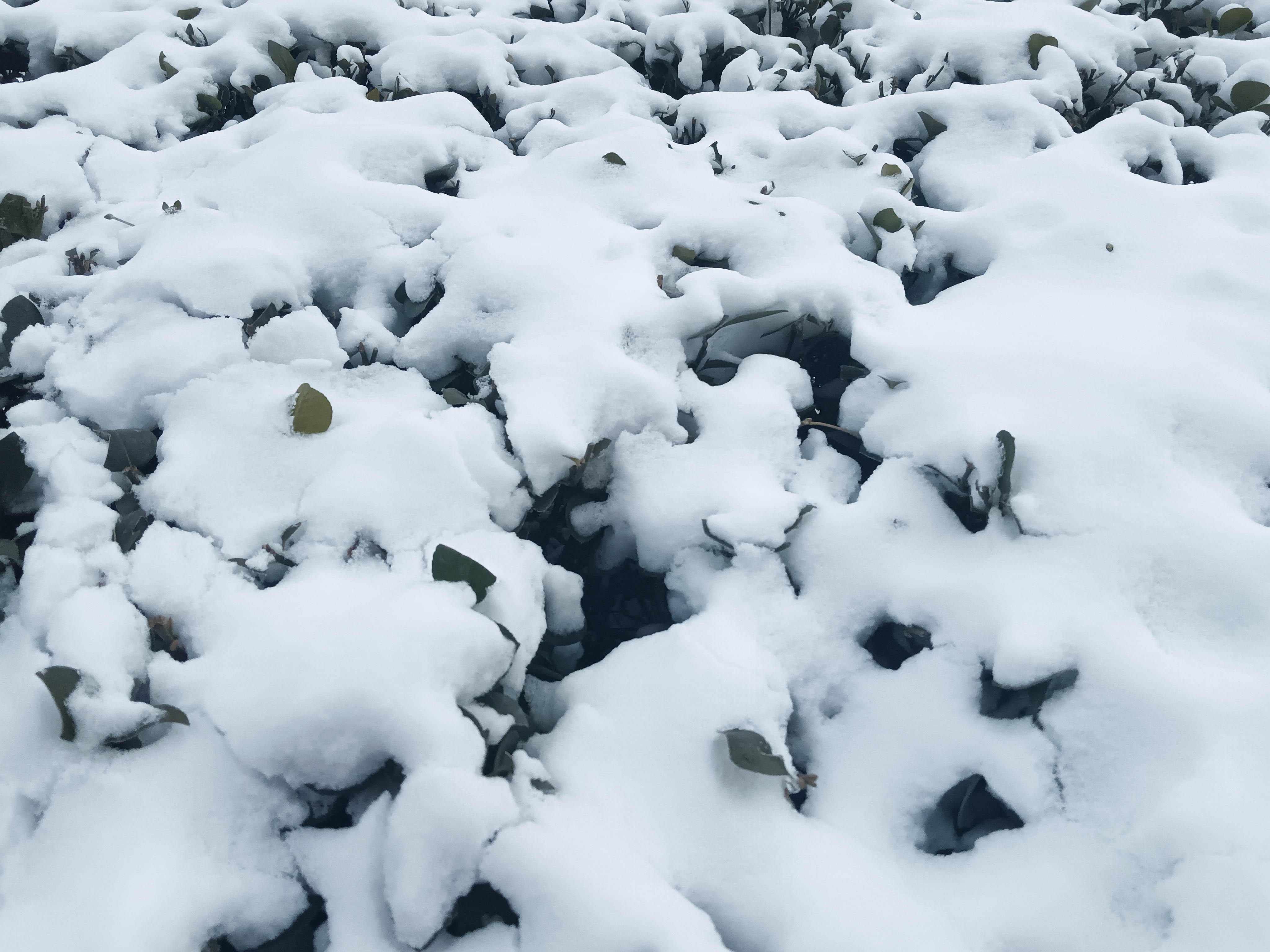 白茫茫的雪景图片