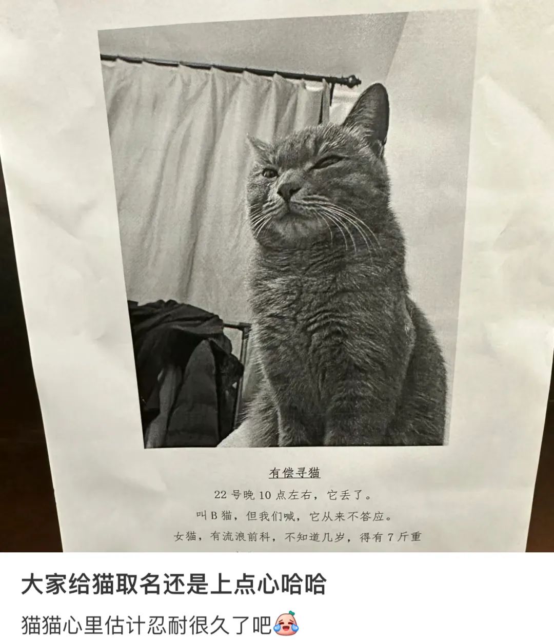 妹纸想给黑猫取名但不能带黑且显黑