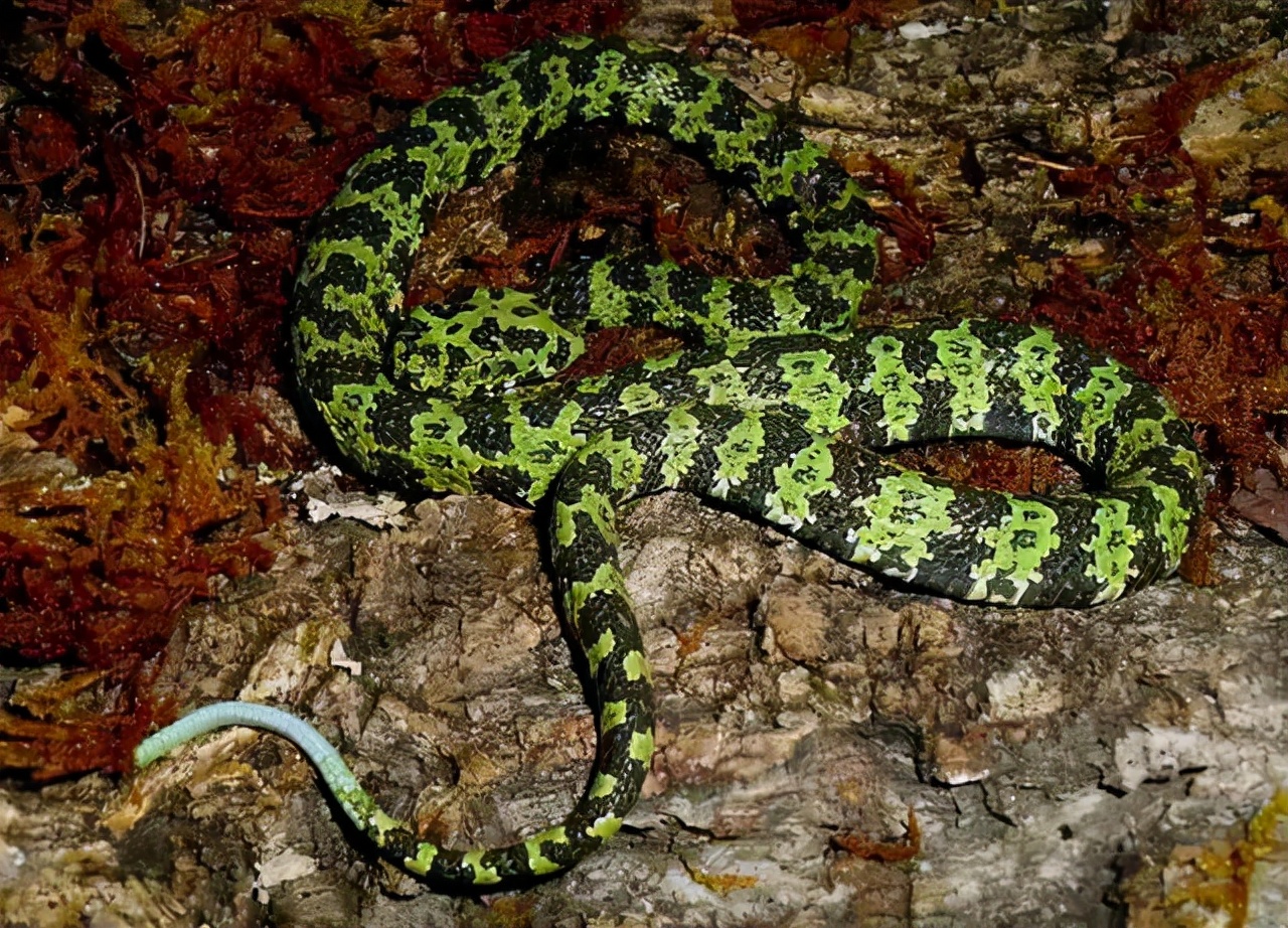 新竹一烙铁头蛇溜进院子,小黑狗护主心切咬死毒蛇!自己也中毒了